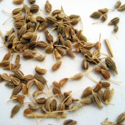 Anis (Pimpinella anisum)