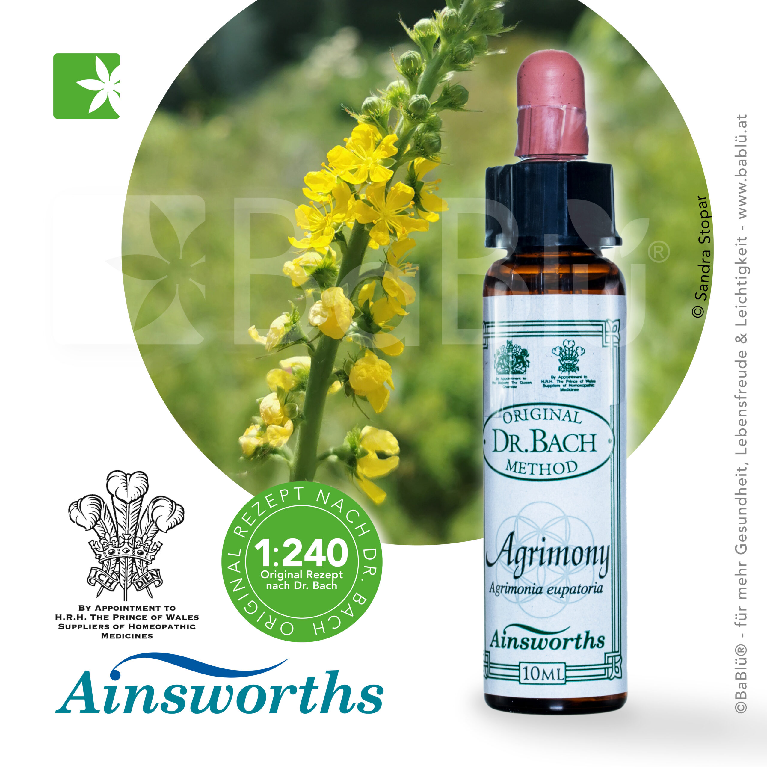 Agrimony Bachblüte Agrimony Bachblüte