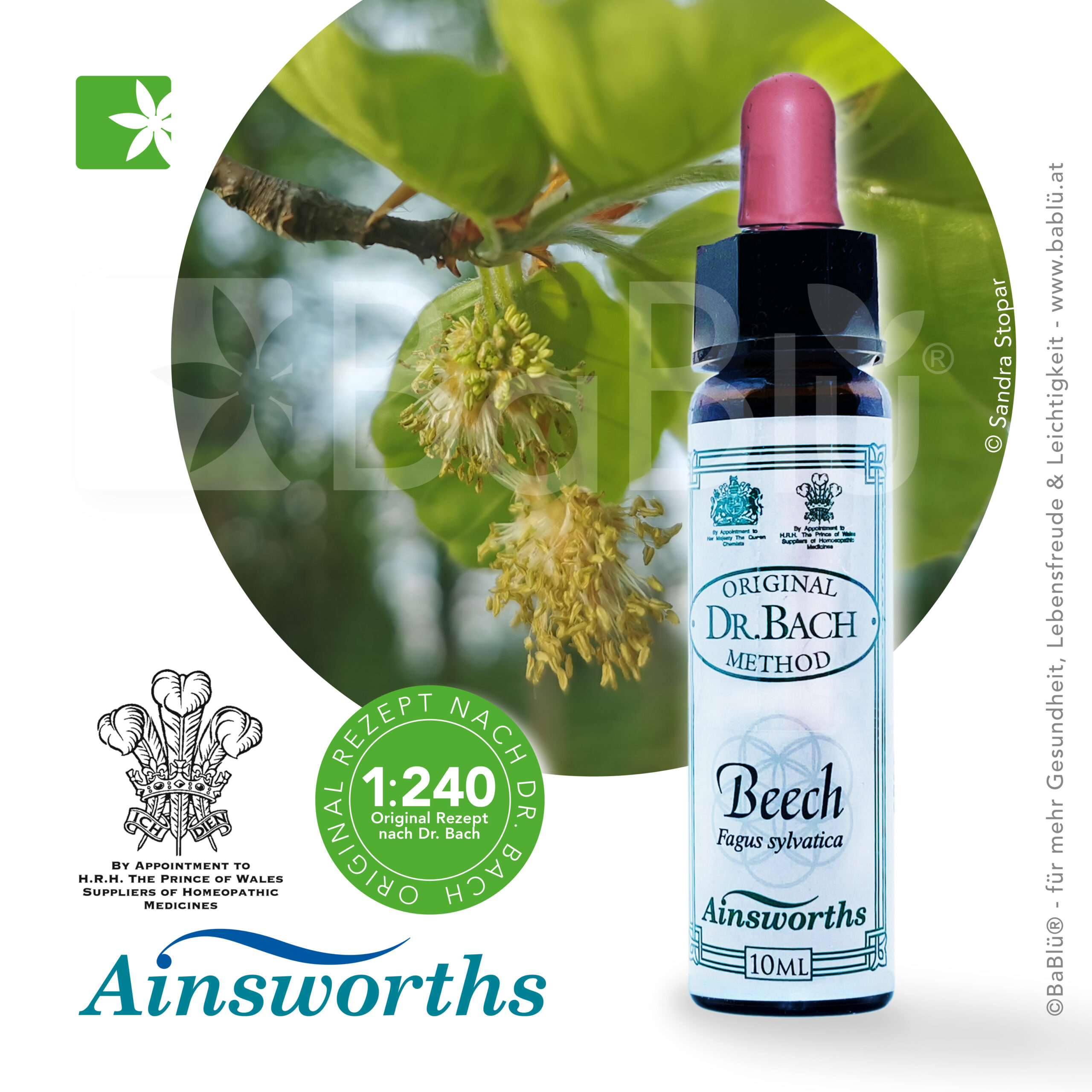 Beech Bachblüte Beech Bachblüte