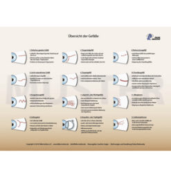Felke Institut Iridologie Gefäßkarte A4 - doppelseitig farbig