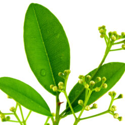 Ravensare, Ravintsara