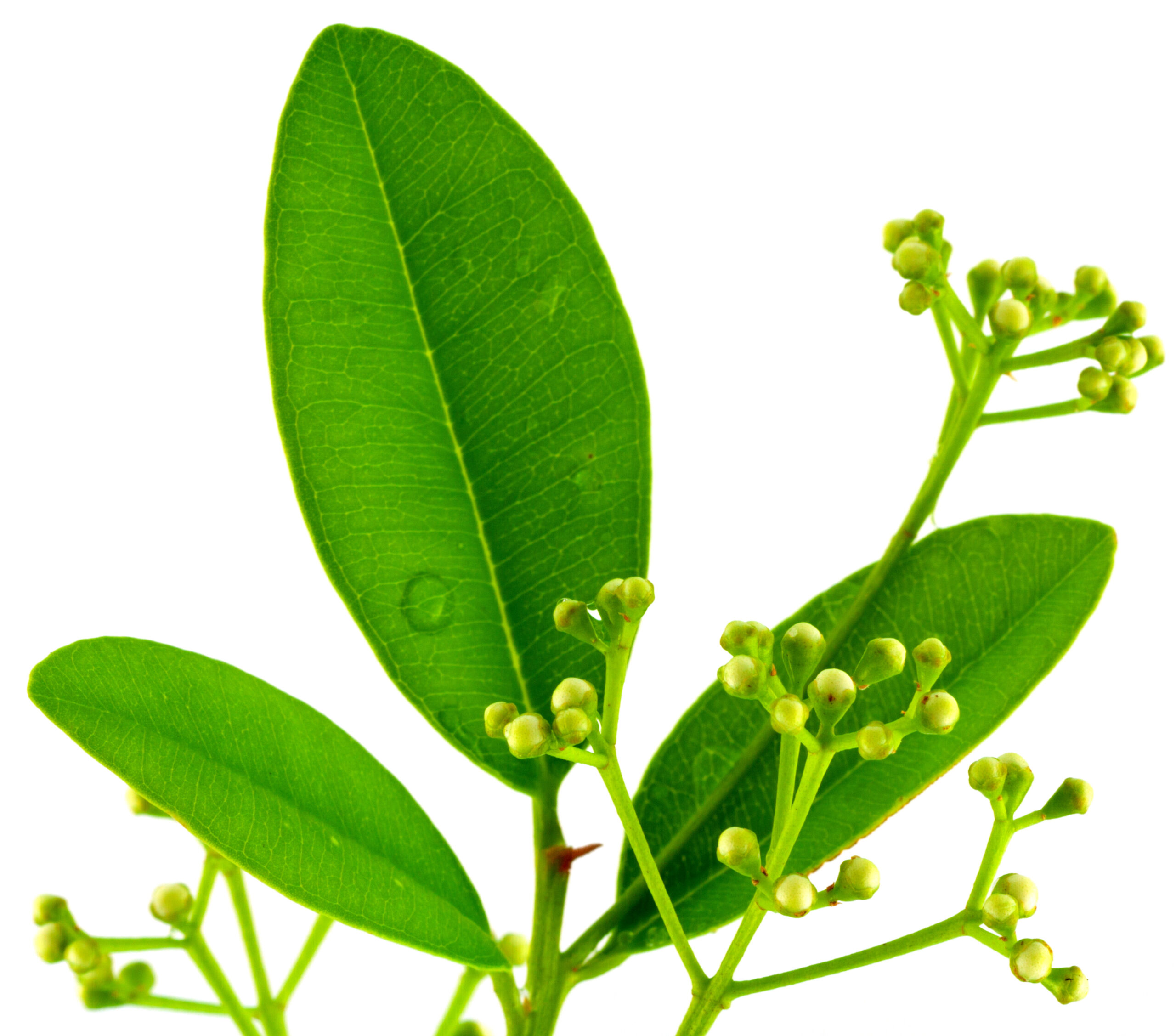 Ravensare, Ravintsara Ravensare, Ravintsara