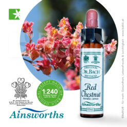 Red Chestnut Bachblüte