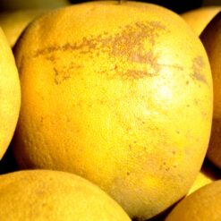 Grapefruit