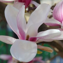 Magnolienblüte
