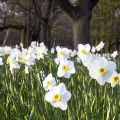 Narzissen