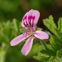 Geranium