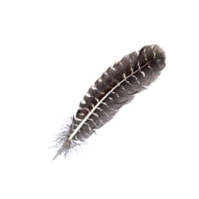 Räucherfeder Wild Turkey bio