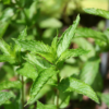 Pfefferminzöl bio Mentha x piperita - feeling